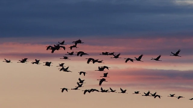 pajaros MT